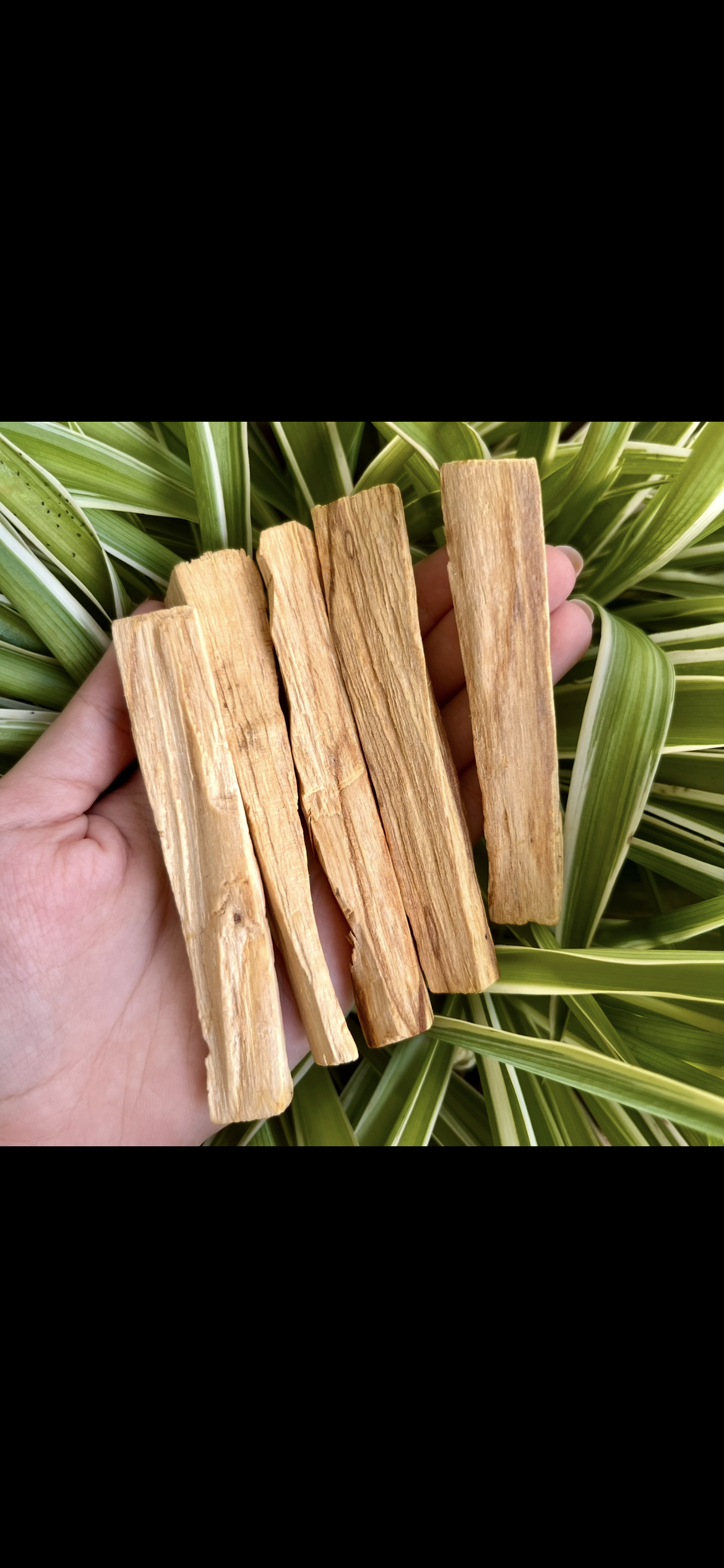 Palo Santo Stick
